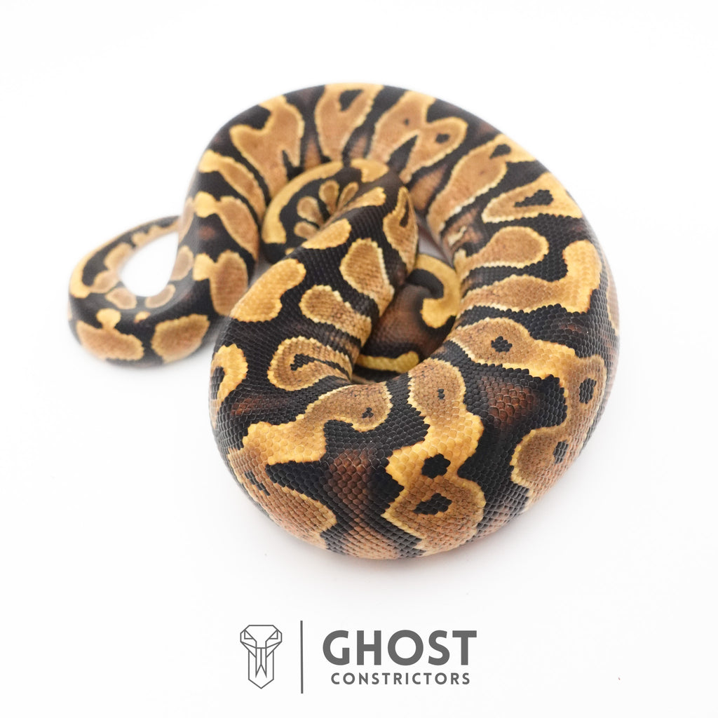 Enchi Yellow Belly 66% Het Hypo Ball Python — Female, 2026 hatch, captive-bred by Ghost Constrictors