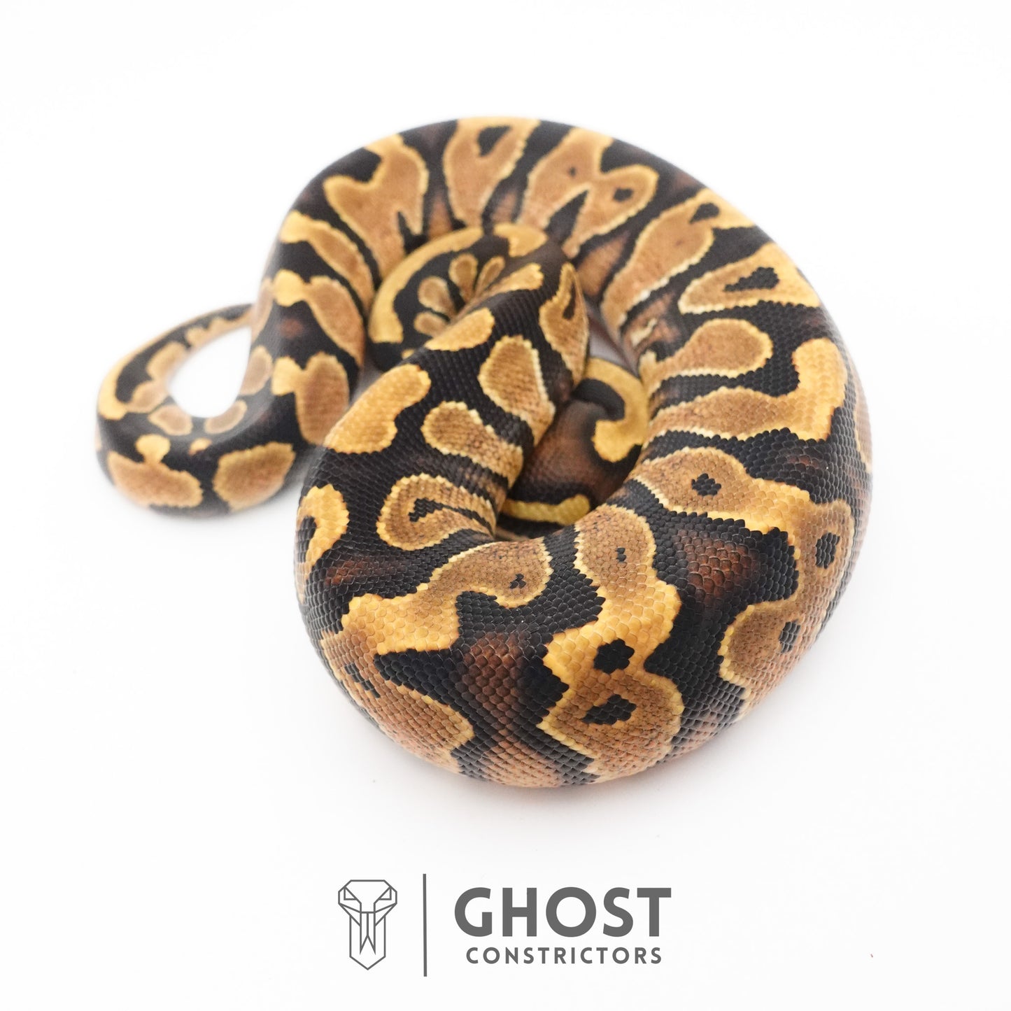 Enchi Yellow Belly 66% Het Hypo Ball Python