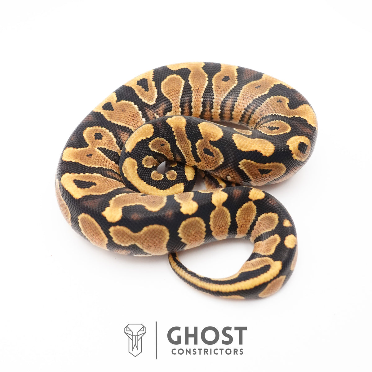 Enchi Yellow Belly 66% Het Hypo Ball Python — Female, 2026 hatch, captive-bred by Ghost Constrictors