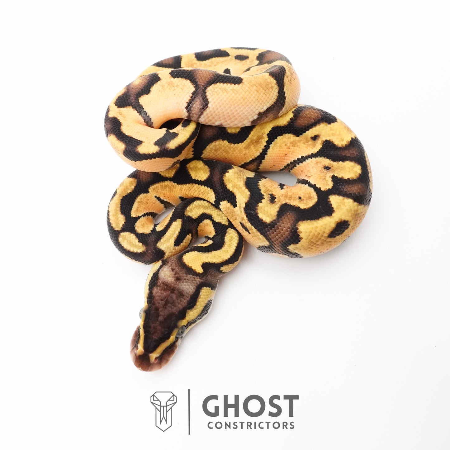 Enchi Pastel Hypo Ball Python