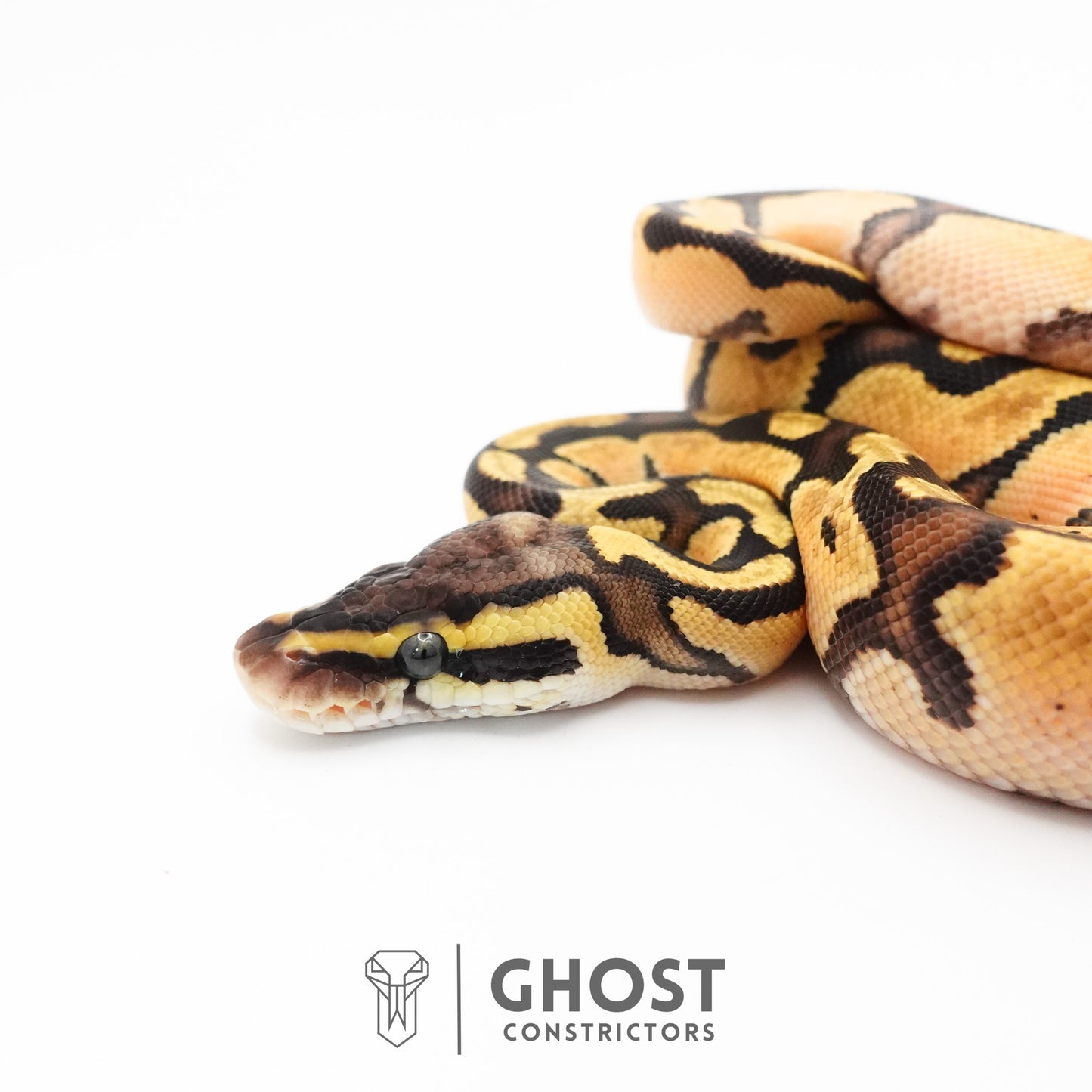 Enchi Pastel Hypo Ball Python