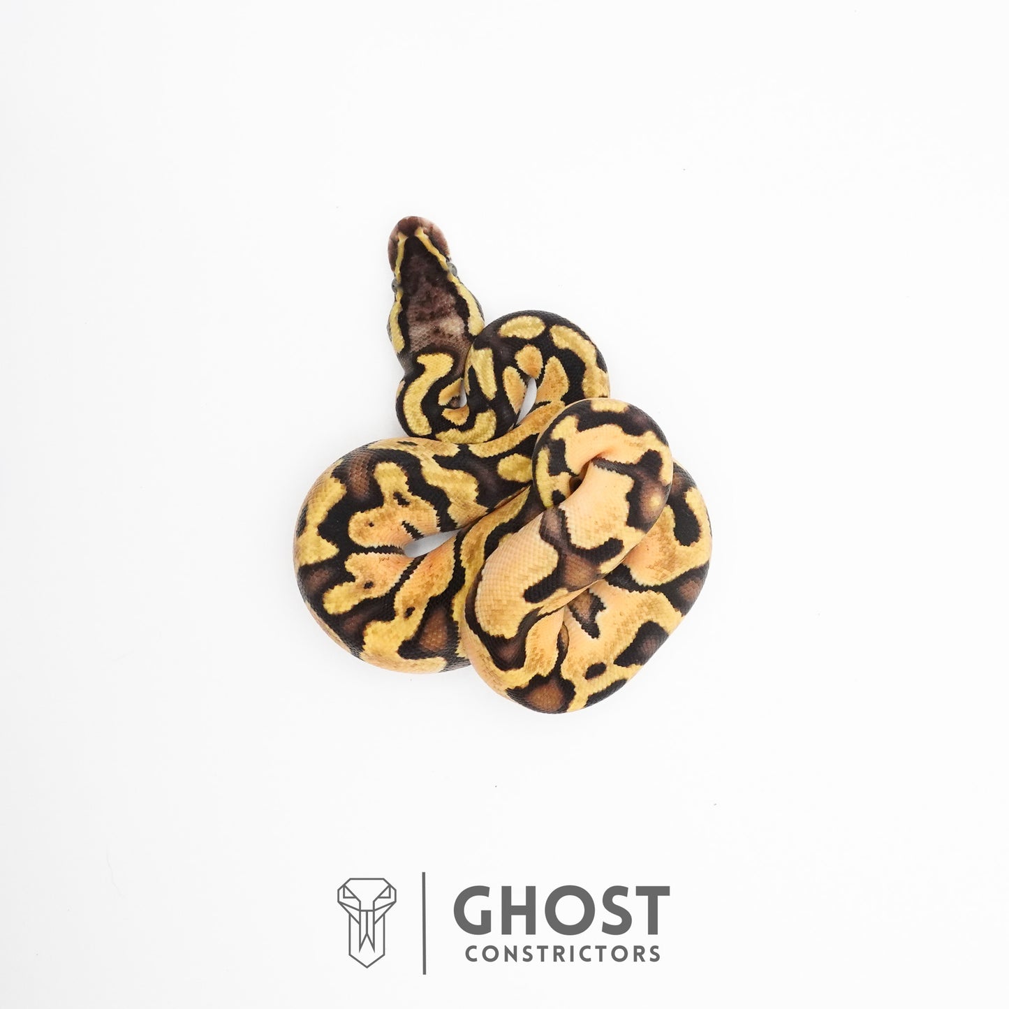 Enchi Pastel Hypo Ball Python