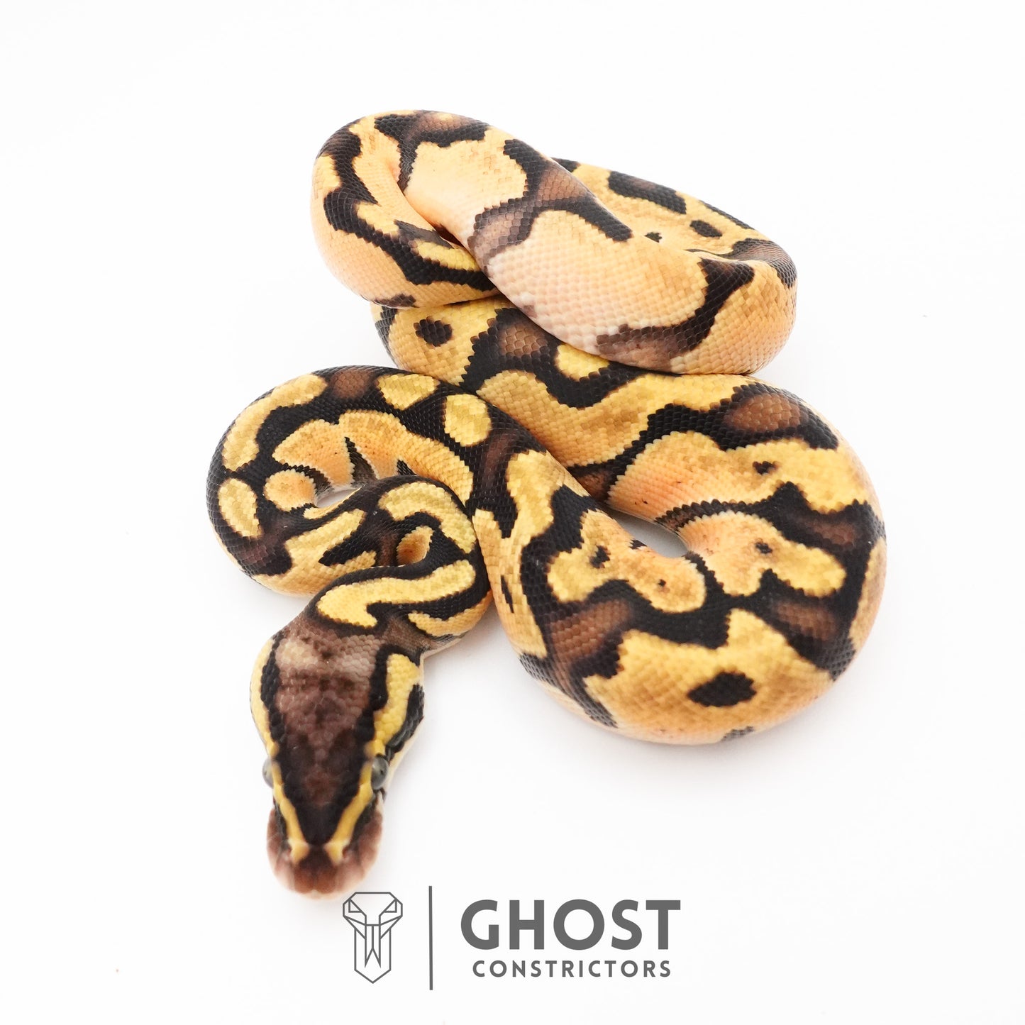 Enchi Pastel Hypo Ball Python