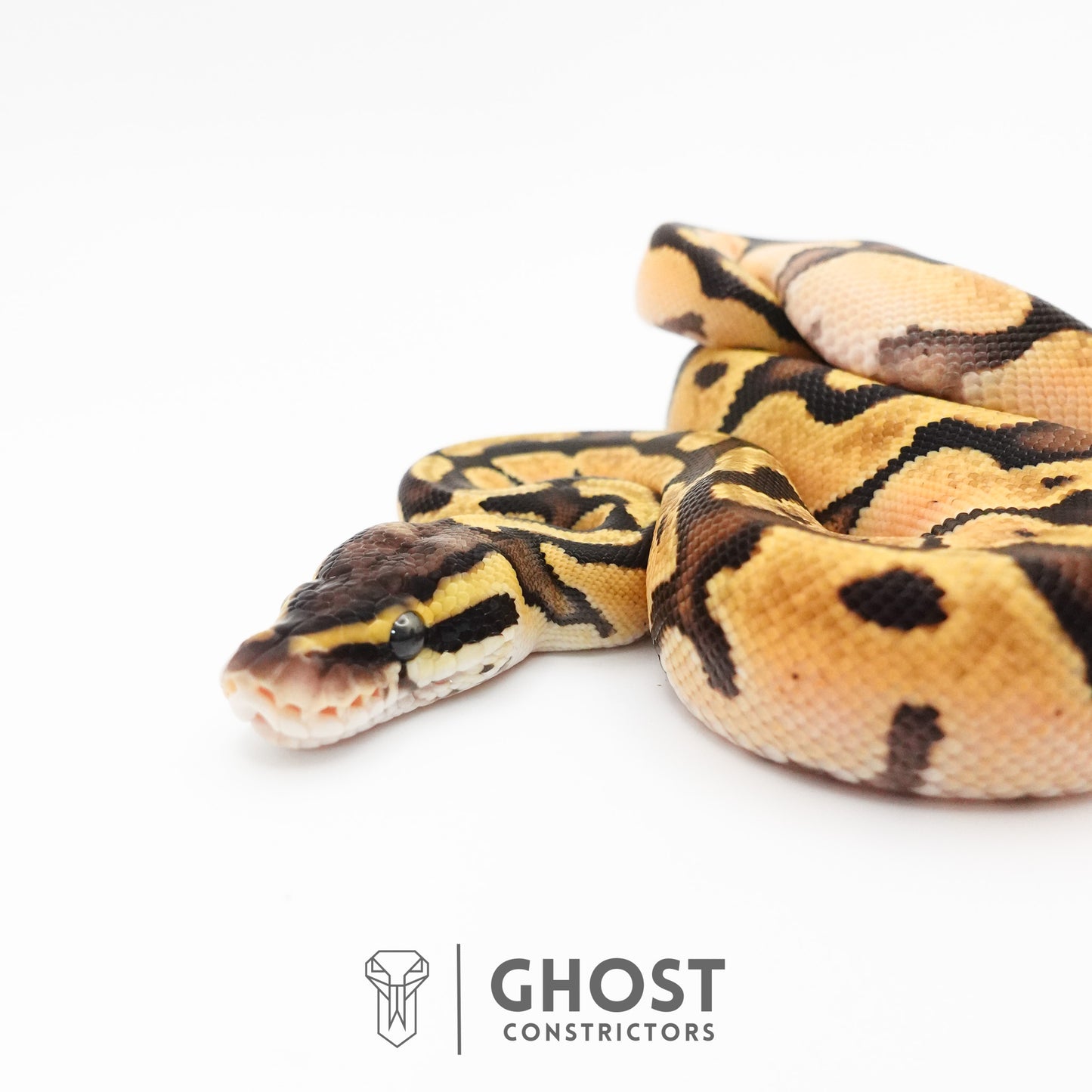 Enchi Pastel Hypo Ball Python