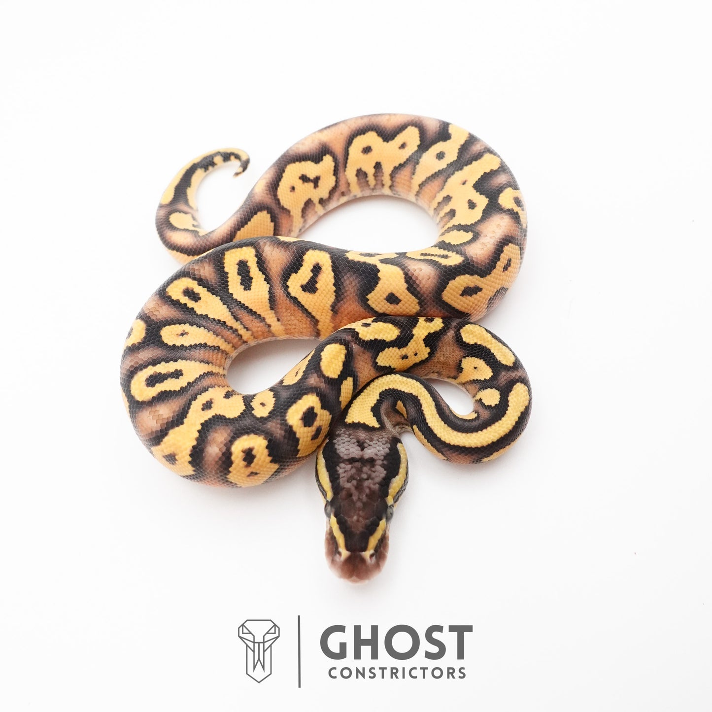 Hypo Pastel Enchi Asphalt Ball Python