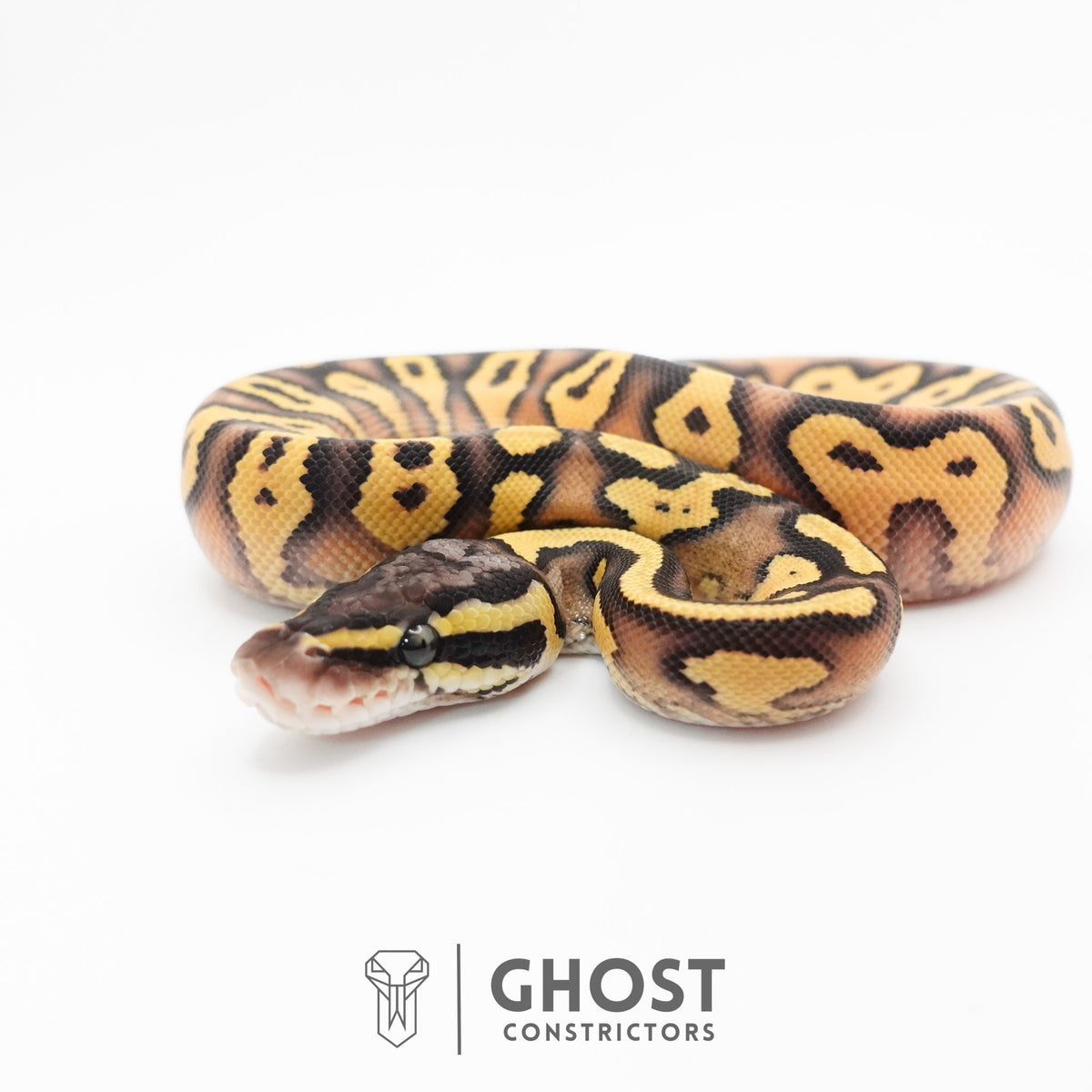 Hypo Pastel Enchi Asphalt Ball Python — Female, 2026 hatch, captive-bred by Ghost Constrictors
