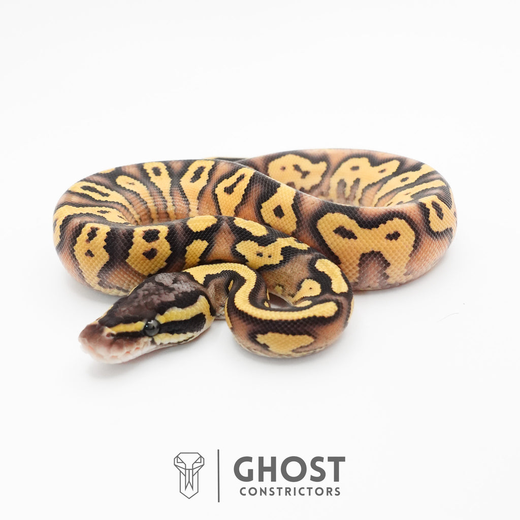 Hypo Pastel Enchi Asphalt Ball Python — Female, 2026 hatch, captive-bred by Ghost Constrictors