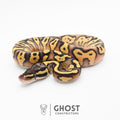 Hypo Pastel Enchi Asphalt Ball Python — Female, 2026 hatch, captive-bred by Ghost Constrictors