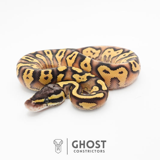 Hypo Pastel Enchi Asphalt Ball Python