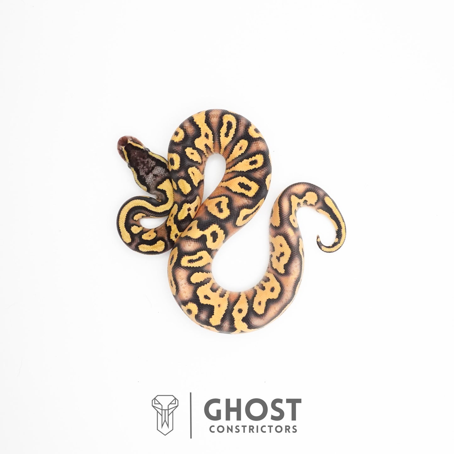 Hypo Pastel Enchi Asphalt Ball Python