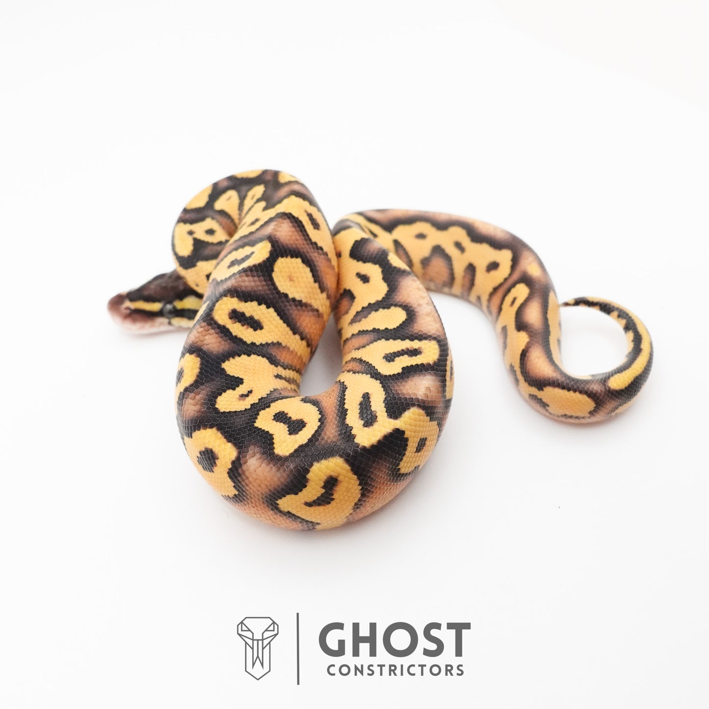 Hypo Pastel Enchi Asphalt Ball Python