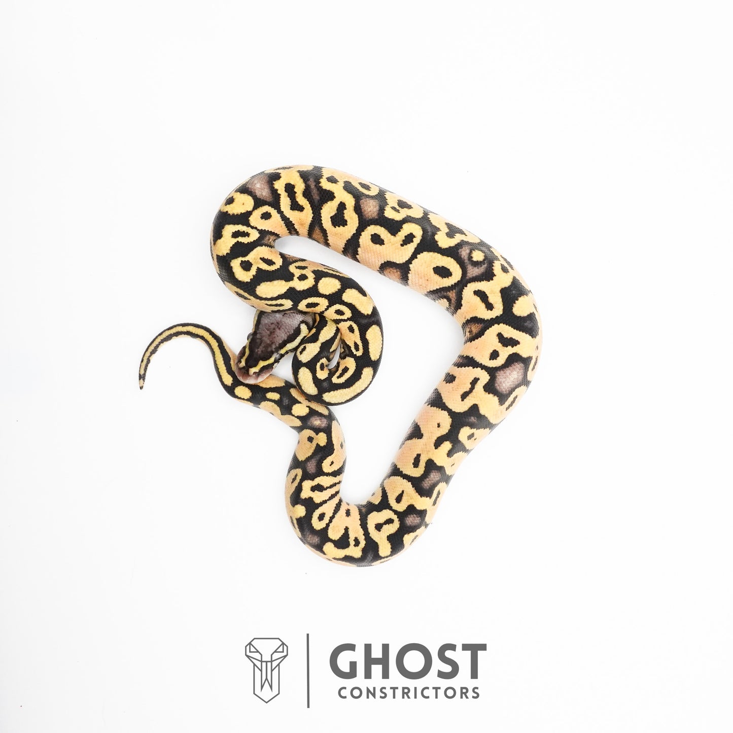 Pastel Enchi Yellow Belly Hypo Ball Python