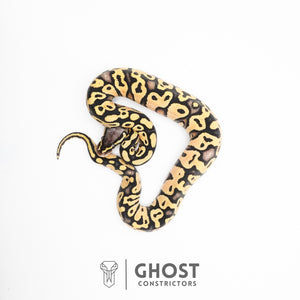 Pastel Enchi Yellow Belly Hypo Ball Python