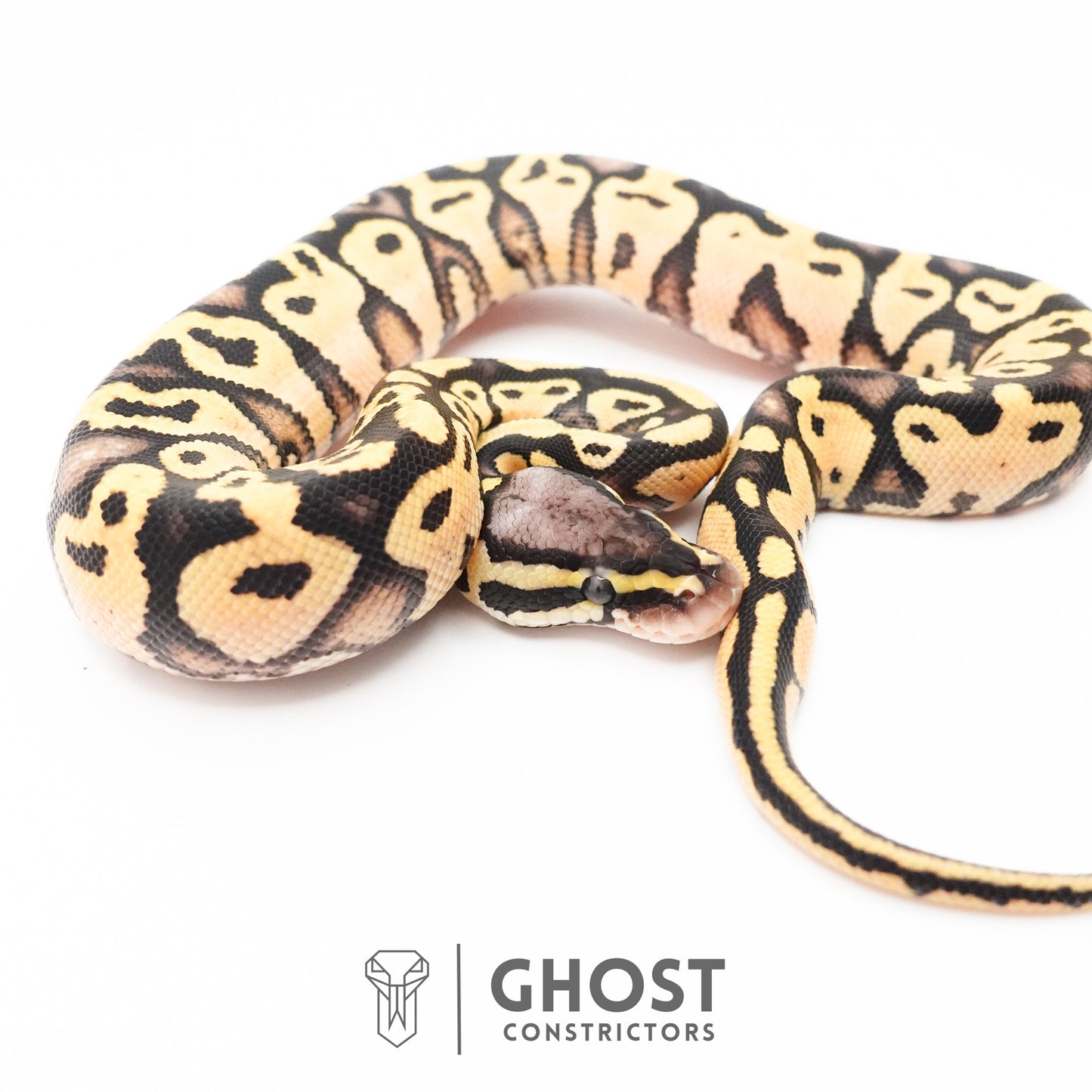 Pastel Enchi Yellow Belly Hypo Ball Python