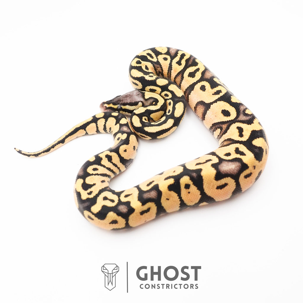 Pastel Enchi Yellow Belly Hypo Ball Python — Female, 2026 hatch, captive-bred by Ghost Constrictors
