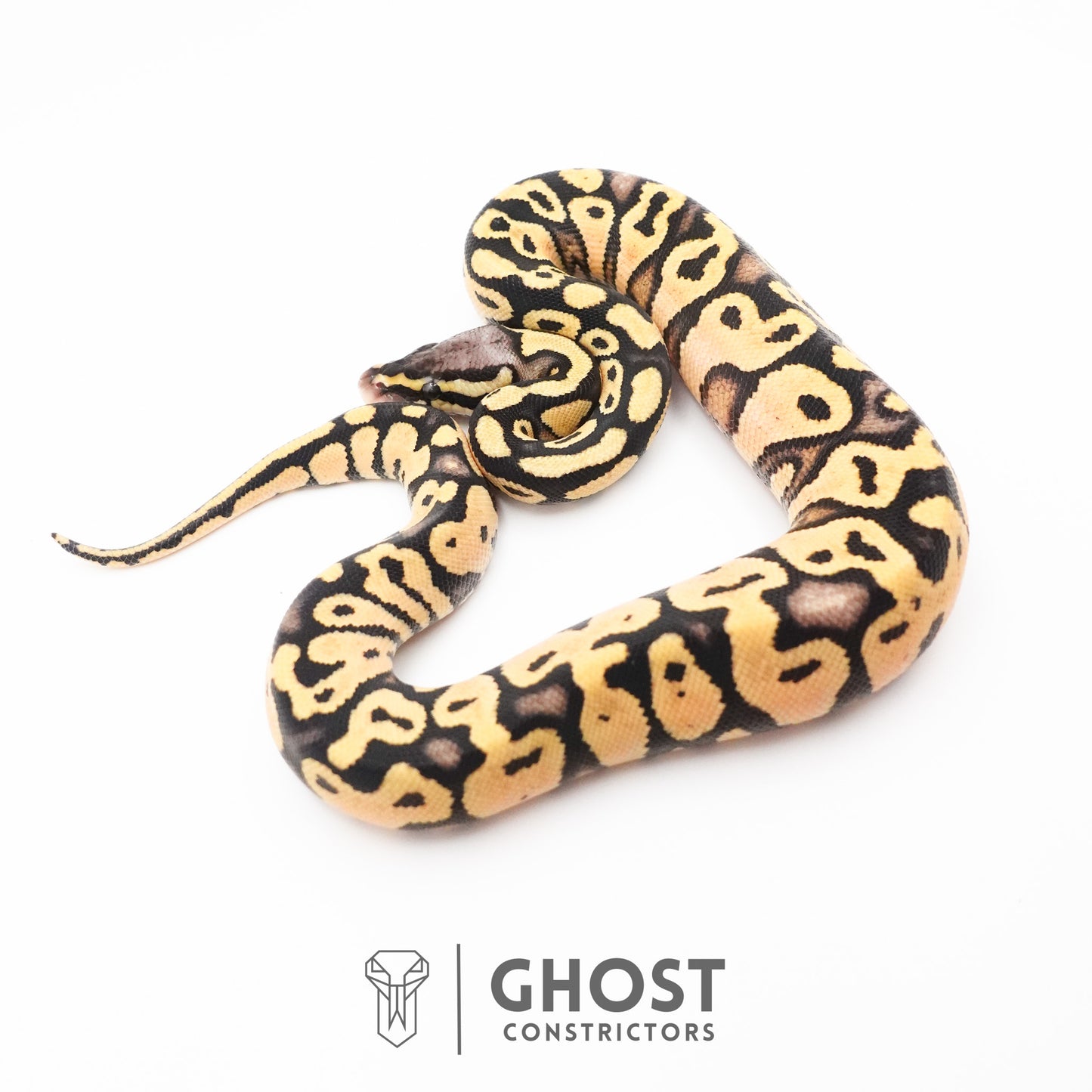 Pastel Enchi Yellow Belly Hypo Ball Python