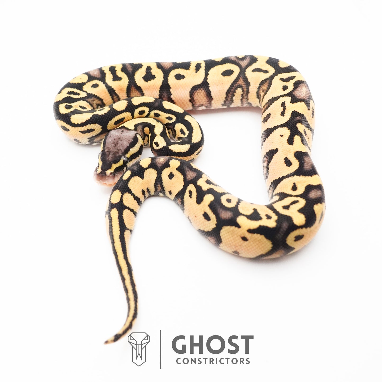 Pastel Enchi Yellow Belly Hypo Ball Python