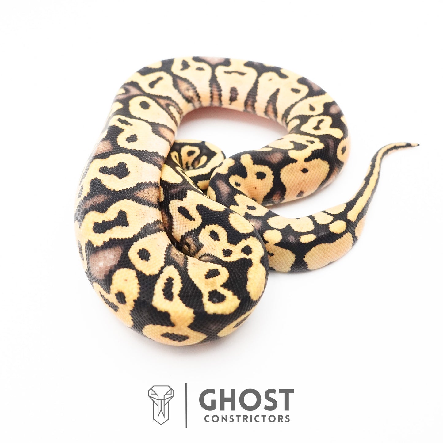 Pastel Enchi Yellow Belly Hypo Ball Python