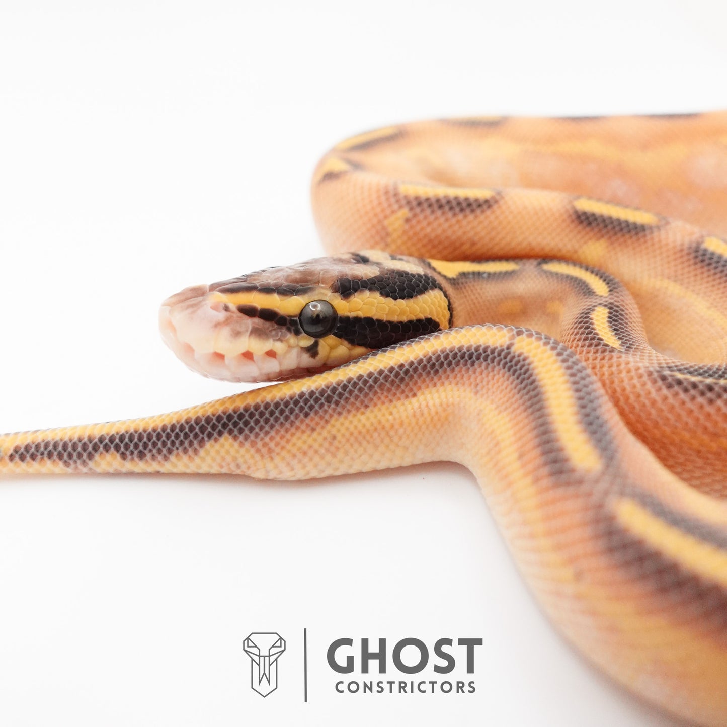 Hypo Asphalt Yellow Belly Enchi Ball Python