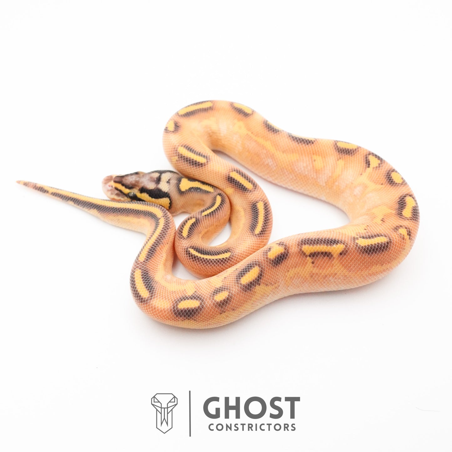 Hypo Asphalt Yellow Belly Enchi Ball Python
