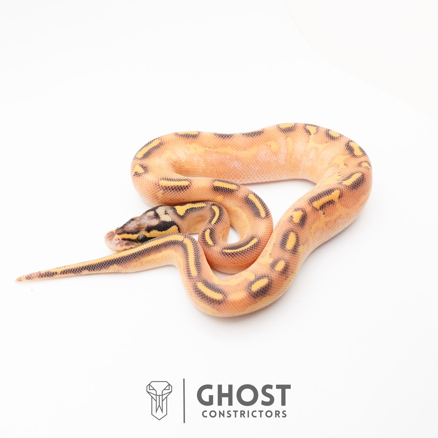 Hypo Asphalt Yellow Belly Enchi Ball Python