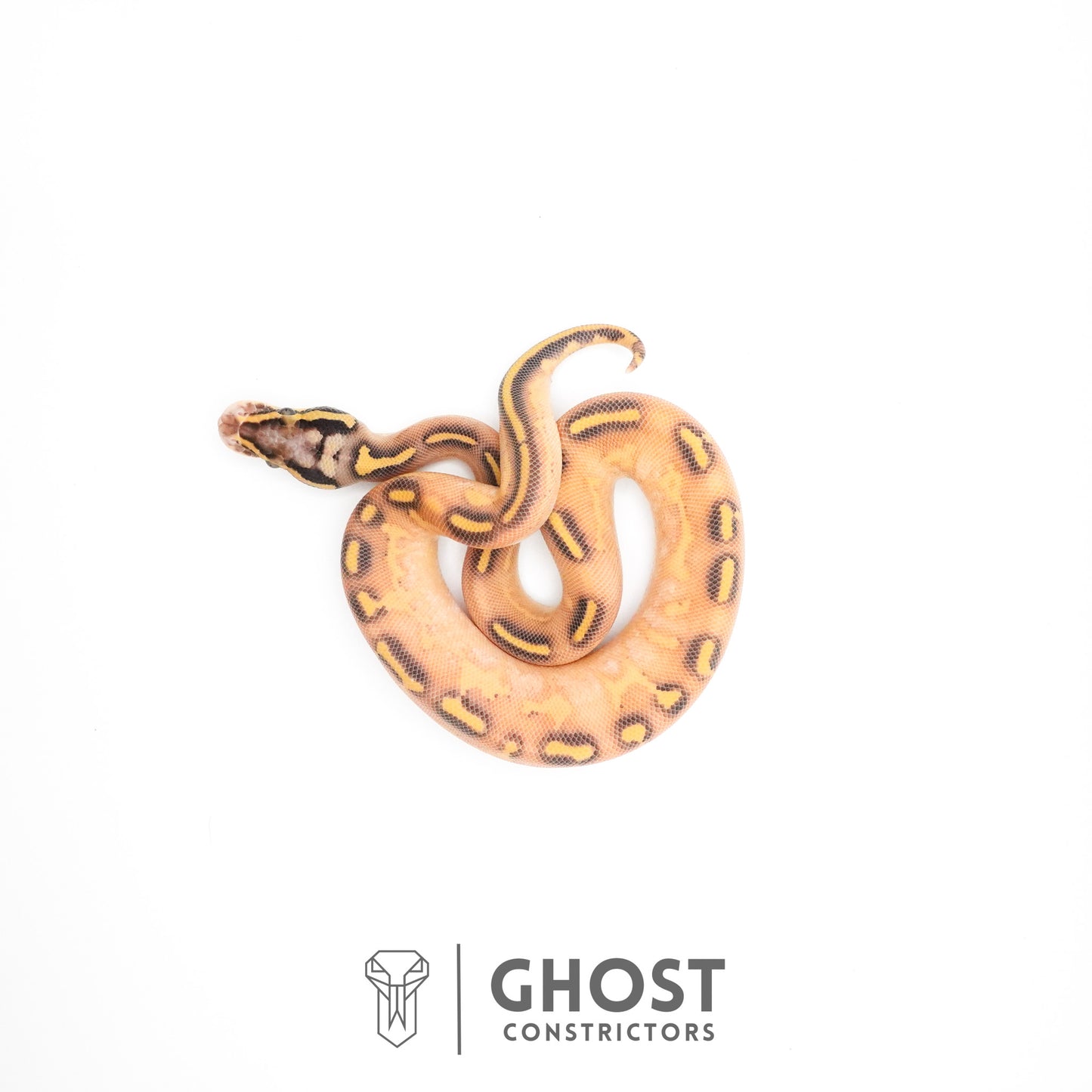 Hypo Asphalt Yellow Belly Enchi Ball Python
