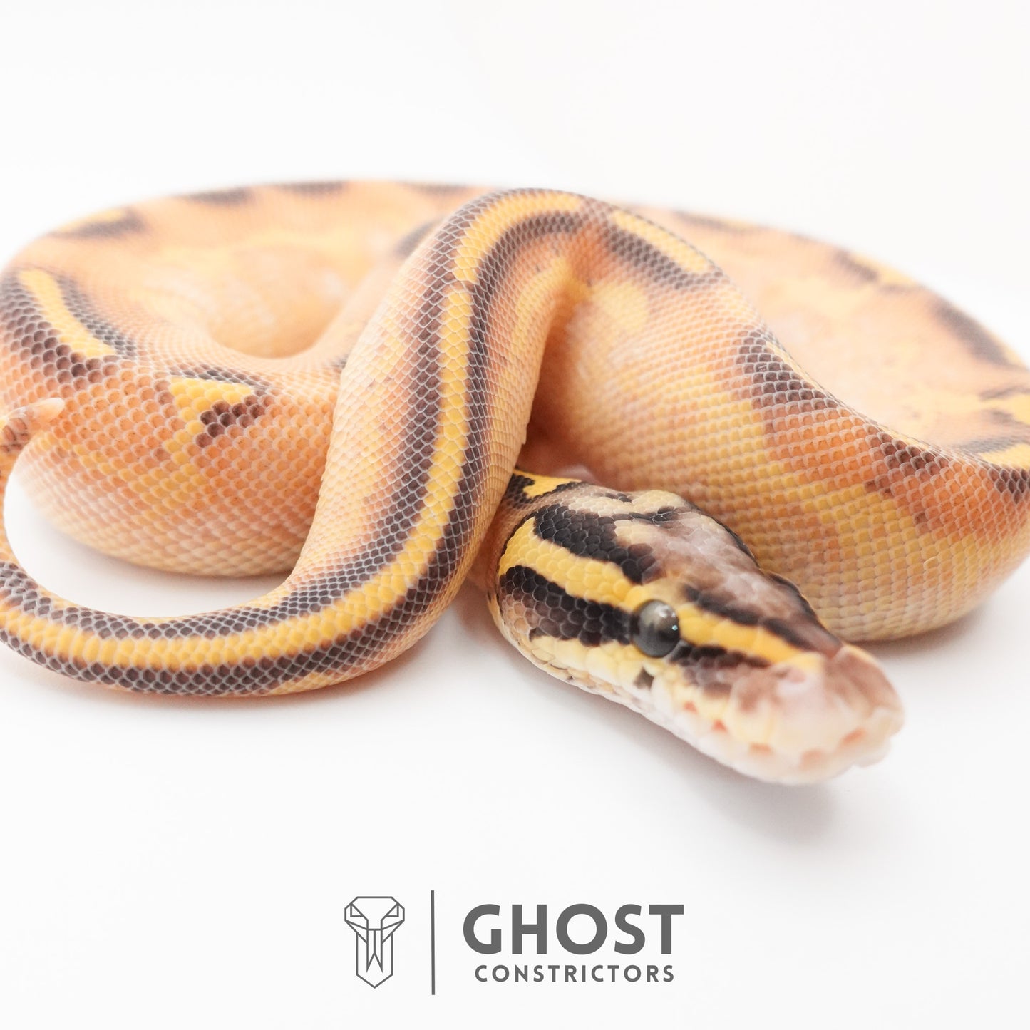 Hypo Asphalt Yellow Belly Enchi Ball Python