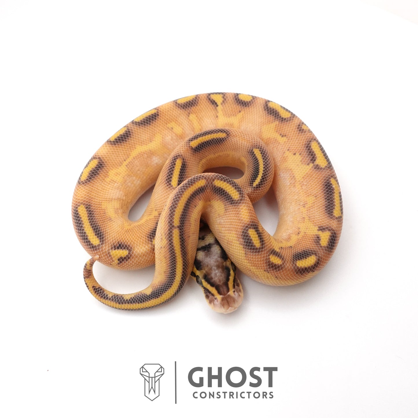 Hypo Asphalt Yellow Belly Enchi Ball Python