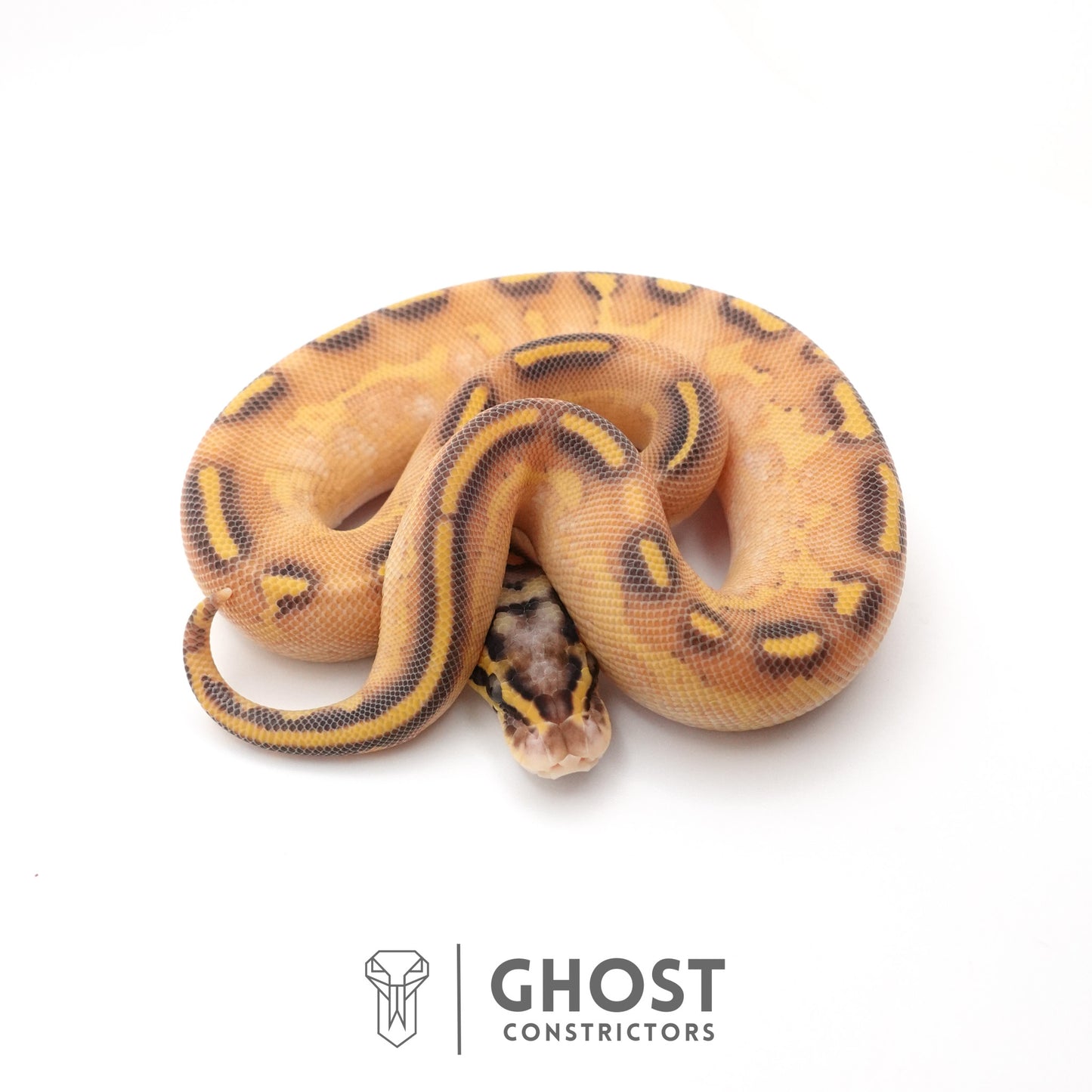 Hypo Asphalt Yellow Belly Enchi Ball Python