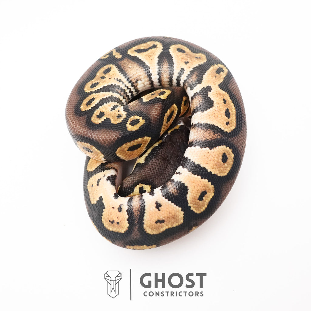 Black Head Hypo Ball Python — Male, 2026 hatch, captive-bred by Ghost Constrictors