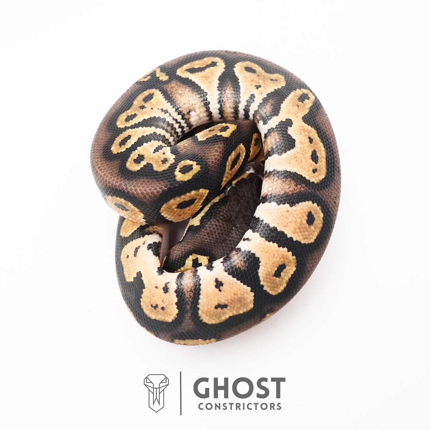 Black Head Hypo Ball Python