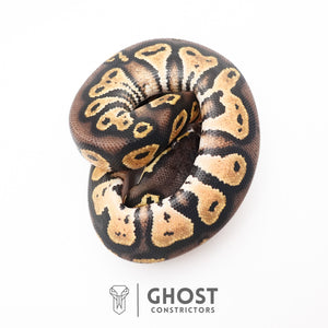 Black Head Hypo Ball Python