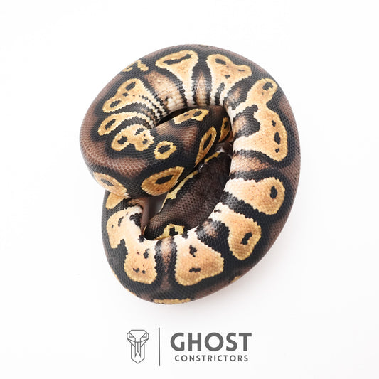 Black Head Hypo Ball Python