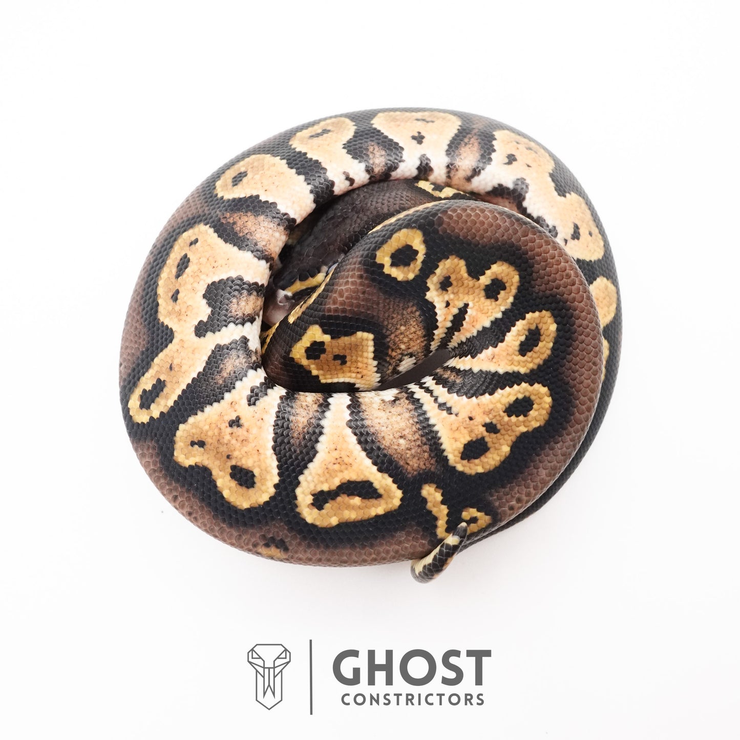 Black Head Hypo Ball Python