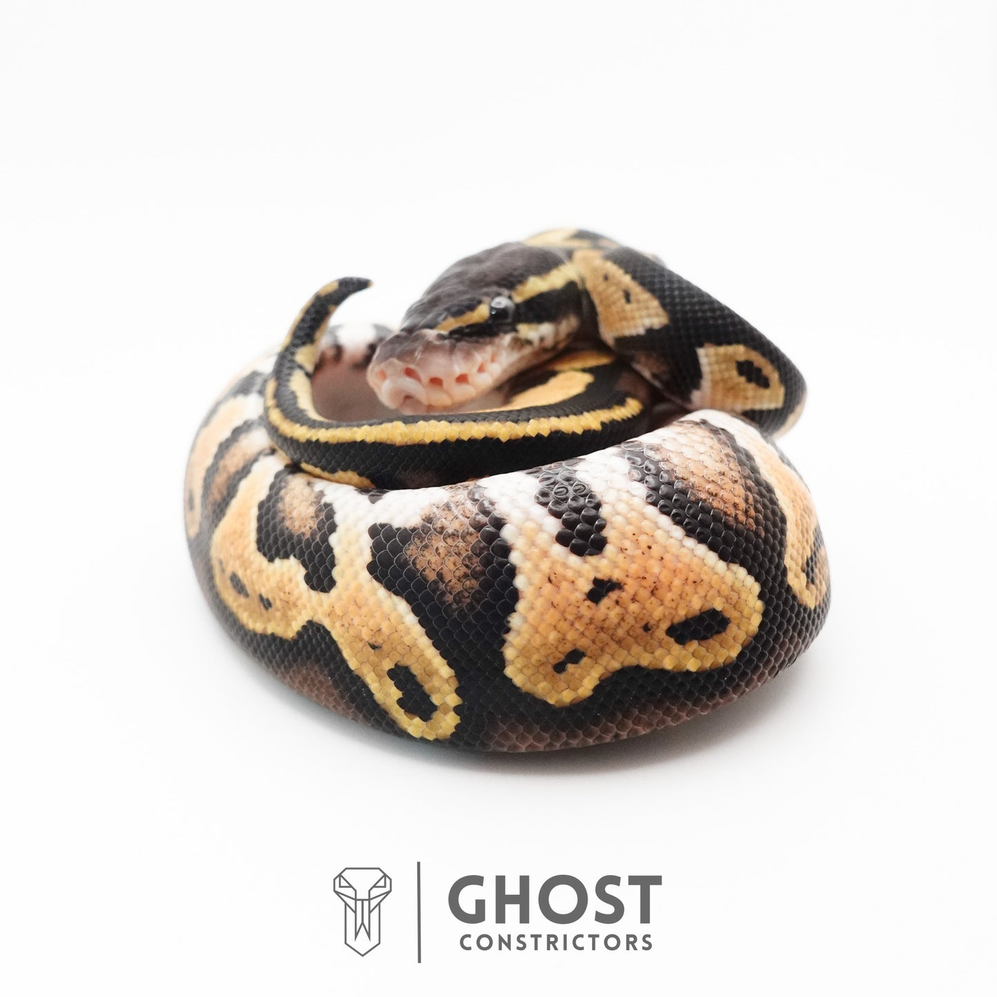 Black Head Hypo Ball Python