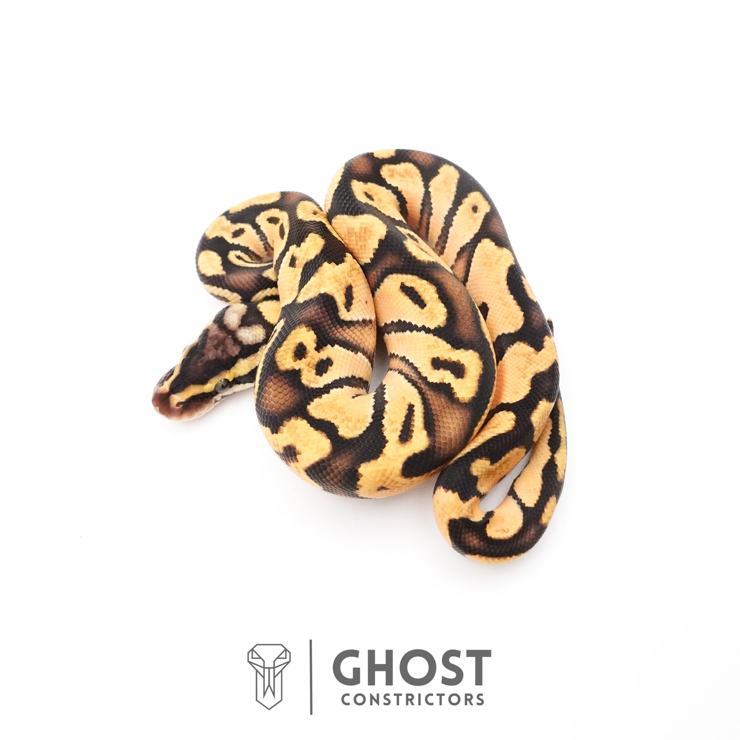 Pastel Enchi Black Head Hypo Ball Python