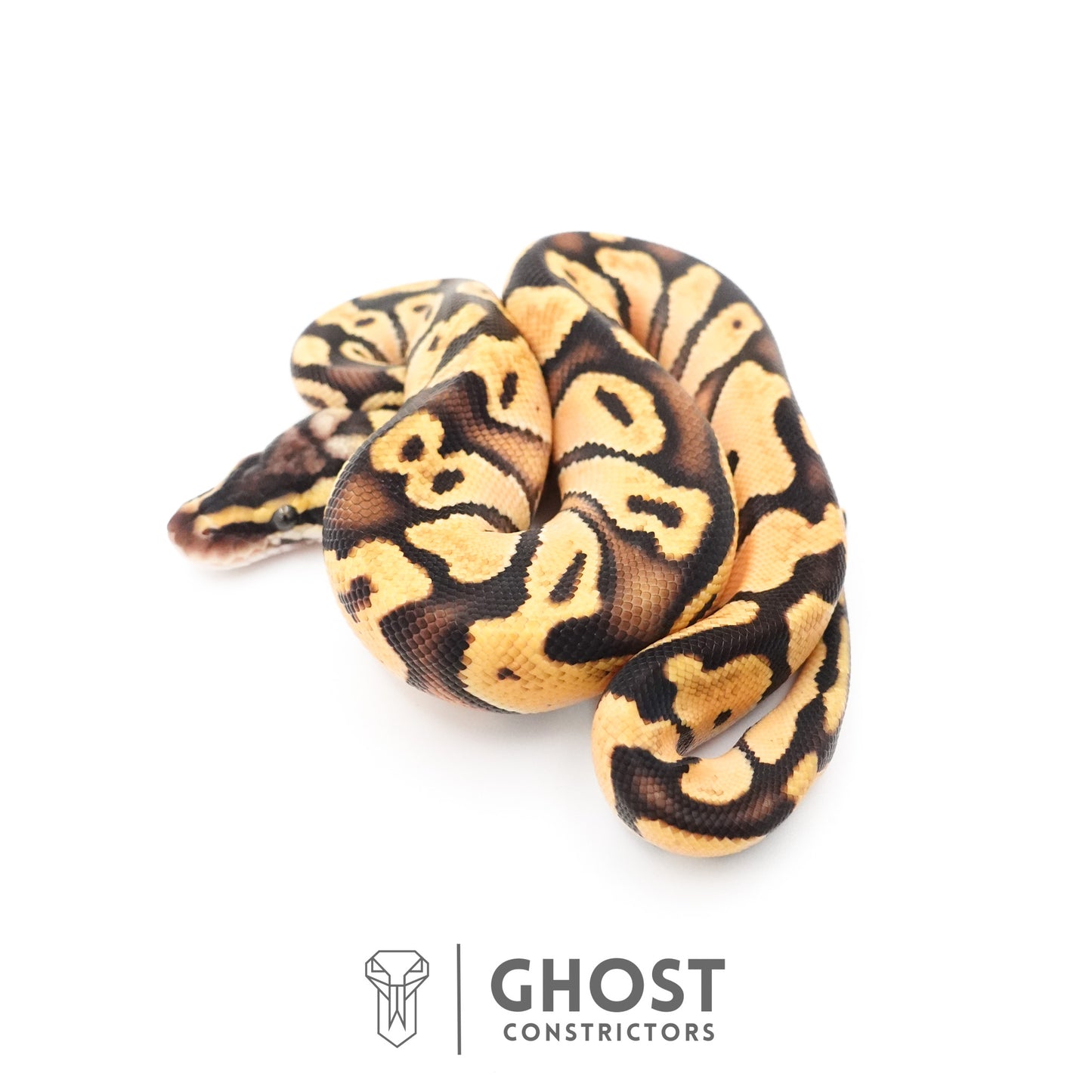 Pastel Enchi Black Head Hypo Ball Python