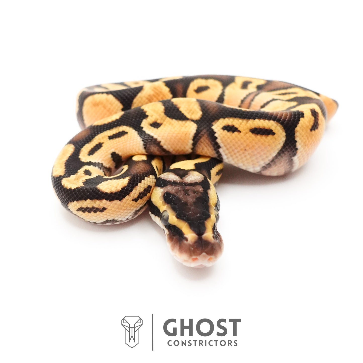 Pastel Enchi Black Head Hypo Ball Python