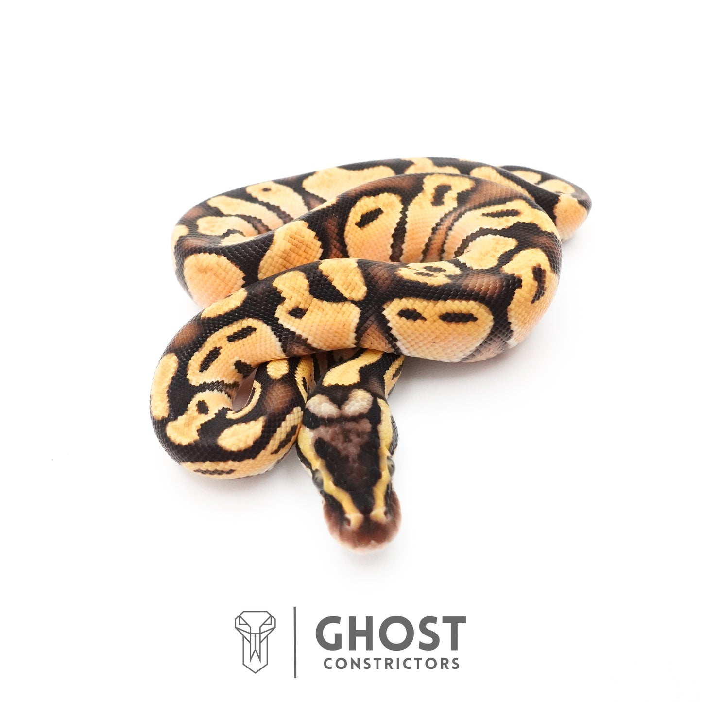 Pastel Enchi Black Head Hypo Ball Python