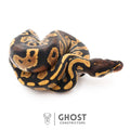 Black Head Enchi 66% Het Hypo Ball Python — Female, 2026 hatch, captive-bred by Ghost Constrictors