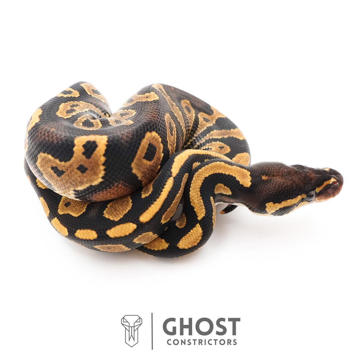Black Head Enchi 66% Het Hypo Ball Python — Female, 2026 hatch, captive-bred by Ghost Constrictors