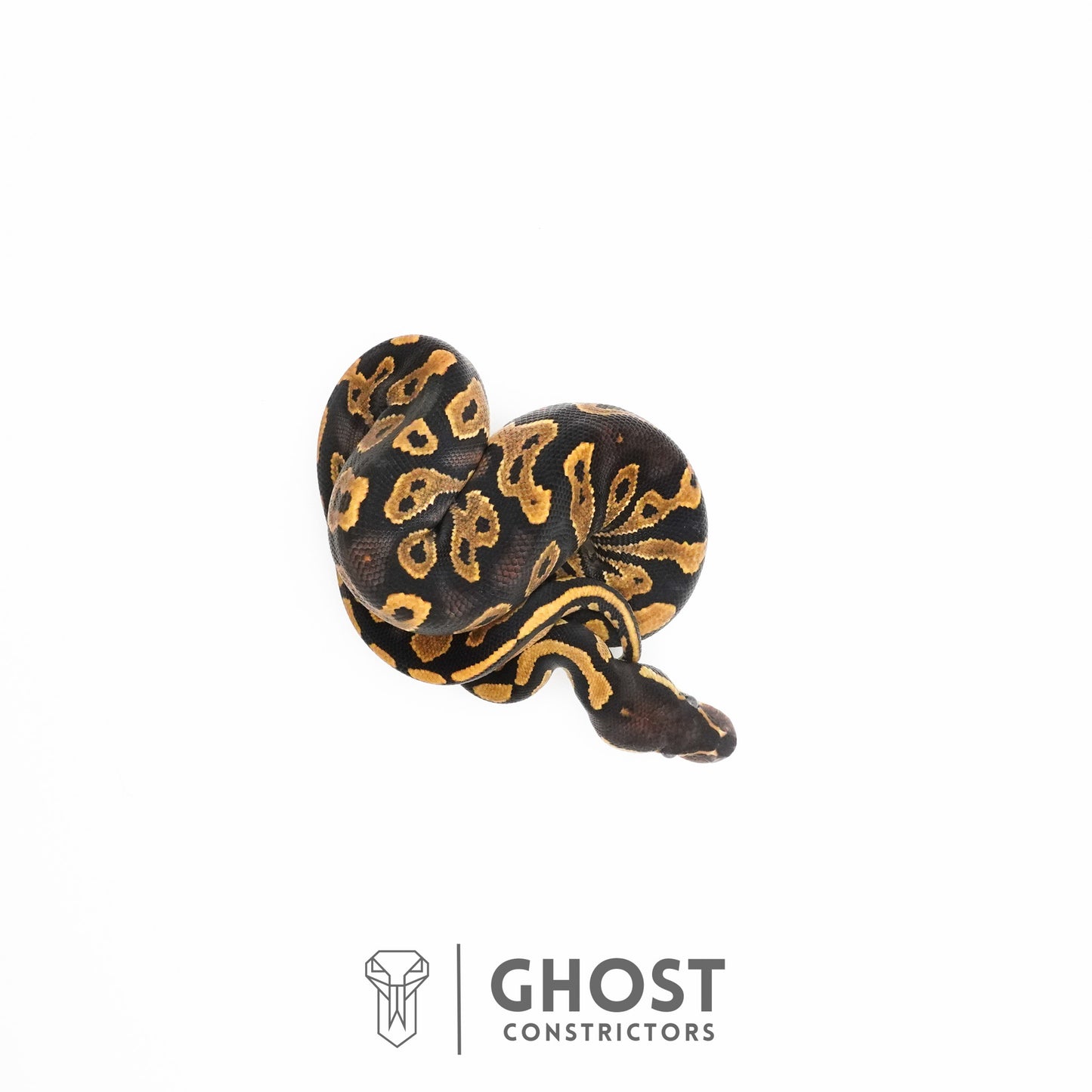 Black Head Enchi 66% Het Hypo Ball Python