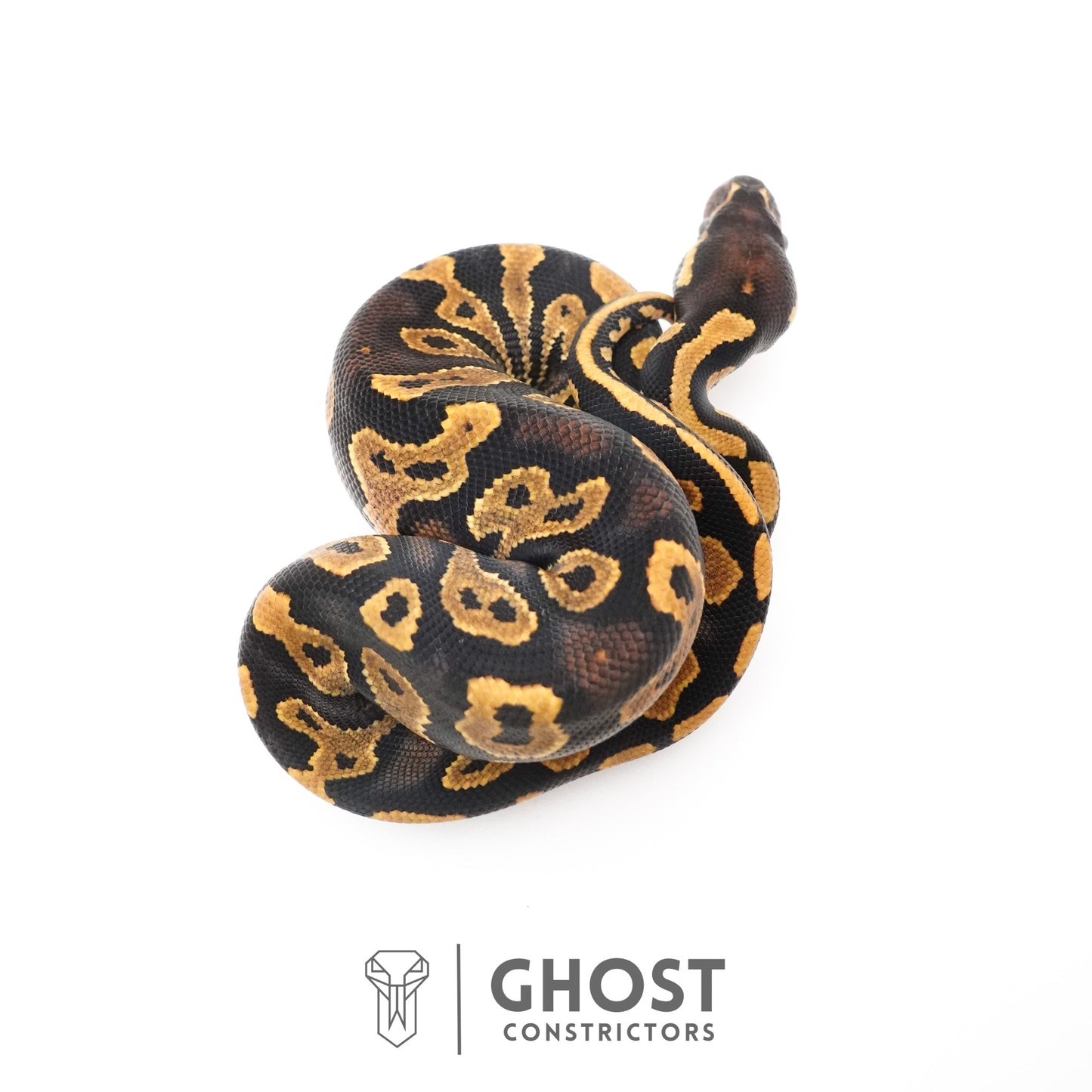 Black Head Enchi 66% Het Hypo Ball Python