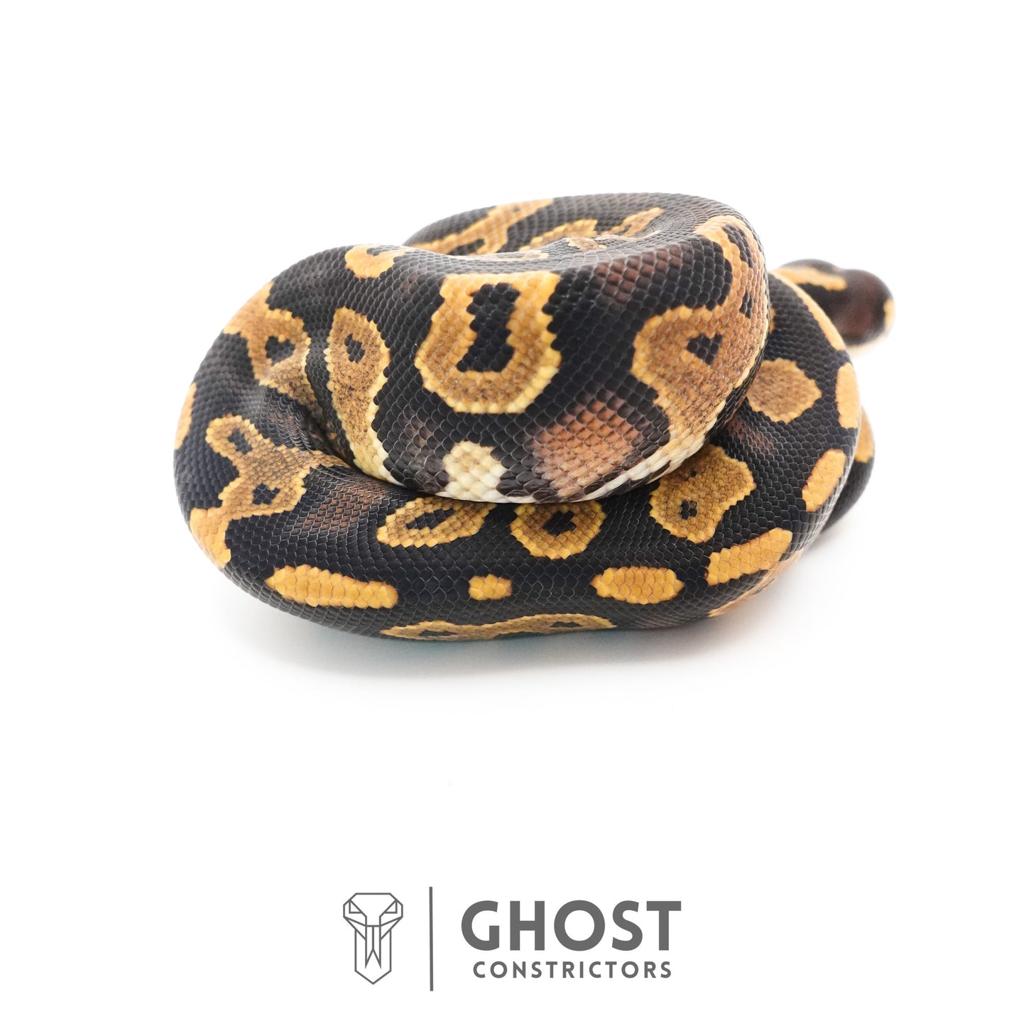 Black Head Enchi 66% Het Hypo Ball Python