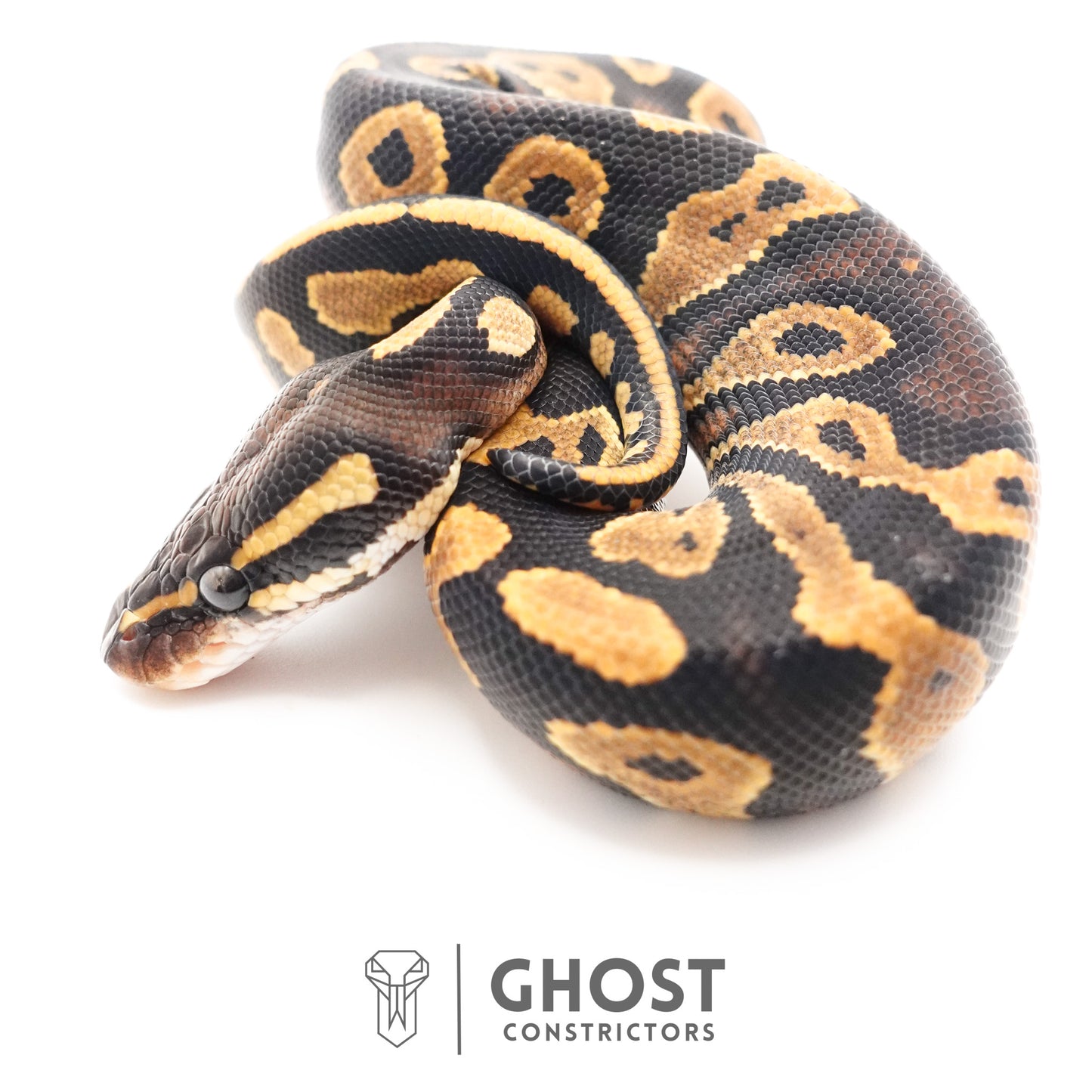 Black Head Enchi 66% Het Hypo Ball Python