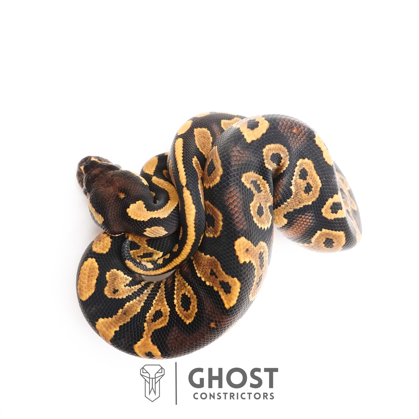 Black Head Enchi 66% Het Hypo Ball Python