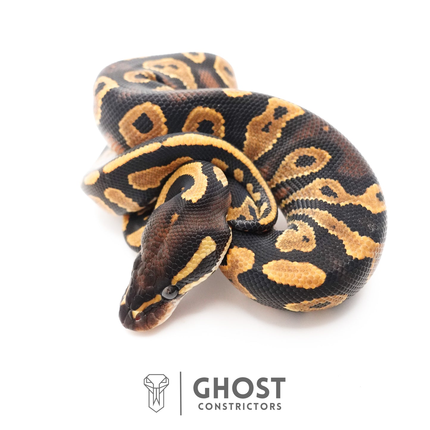 Black Head Enchi 66% Het Hypo Ball Python