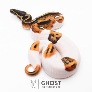 Piebald Ball Python
