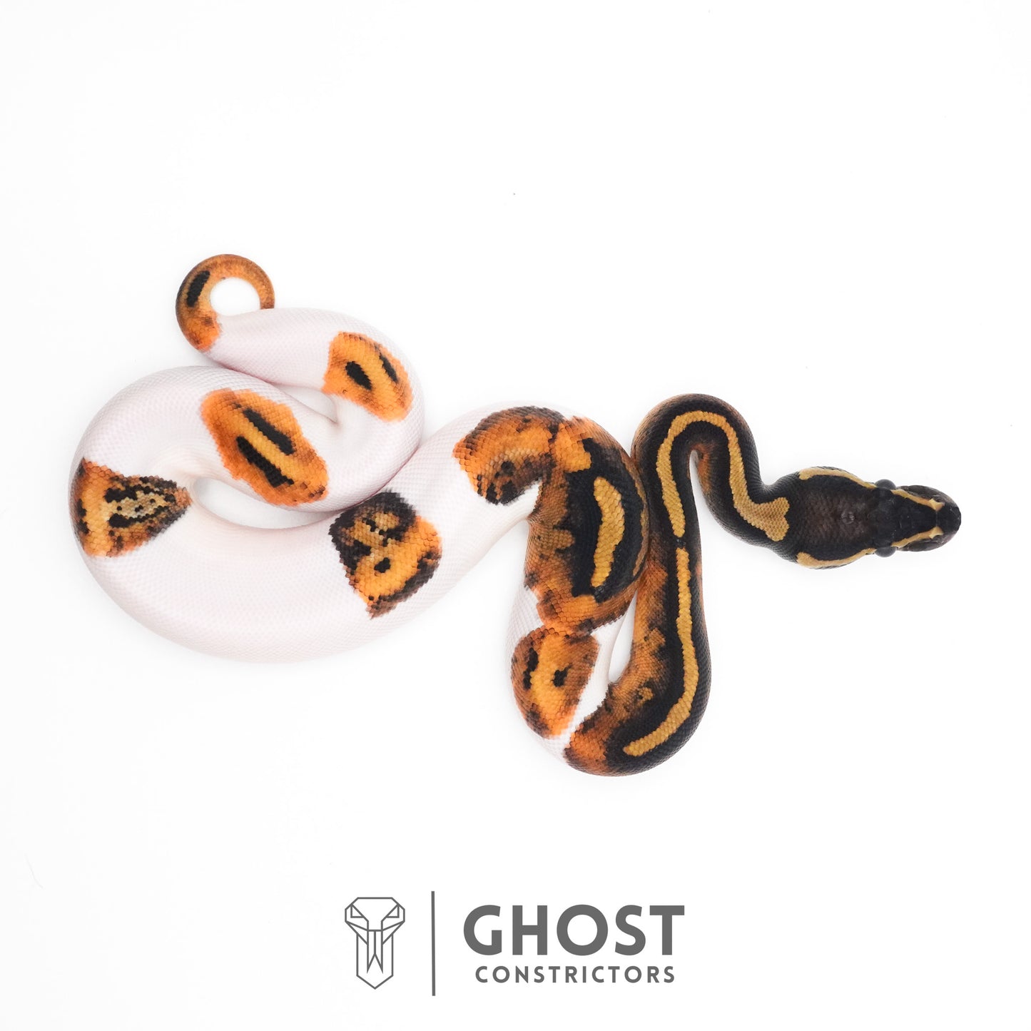 Piebald Ball Python