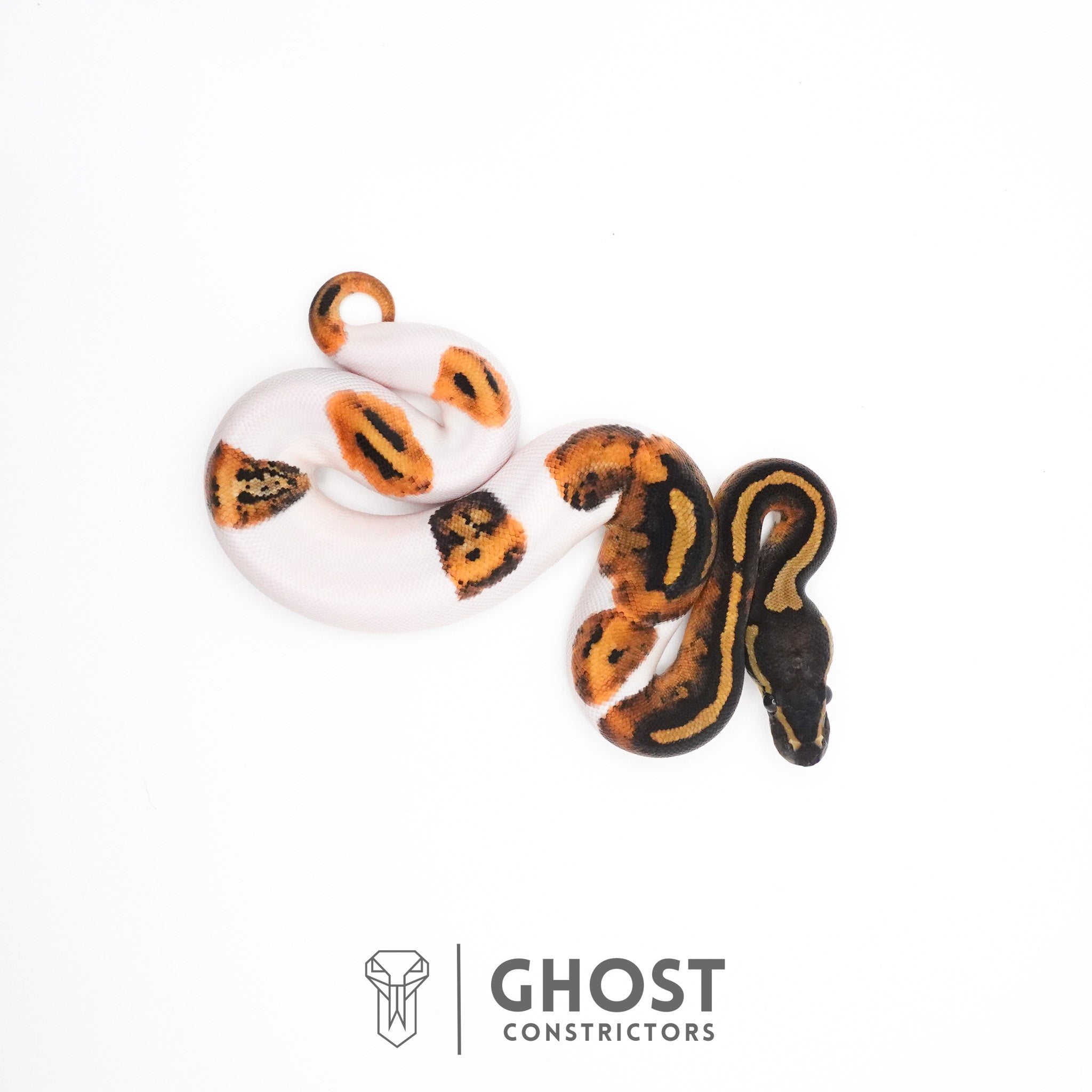Piebald Ball Python — Female, 2026 hatch, captive-bred by Ghost Constrictors